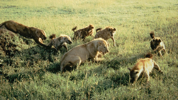 Inamici eterni: Lei și hiene