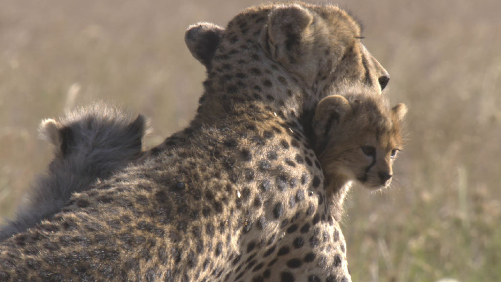 Născut în Africa Cercul vieții National Geographic pentru toți oriunde