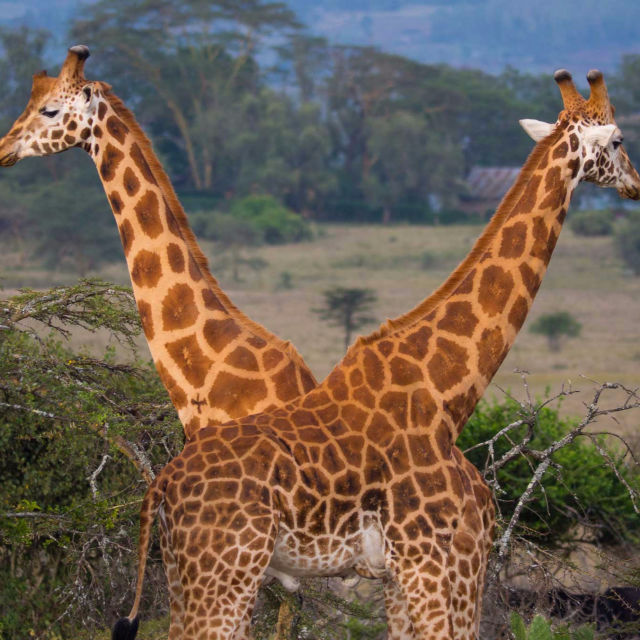 În pași de girafă