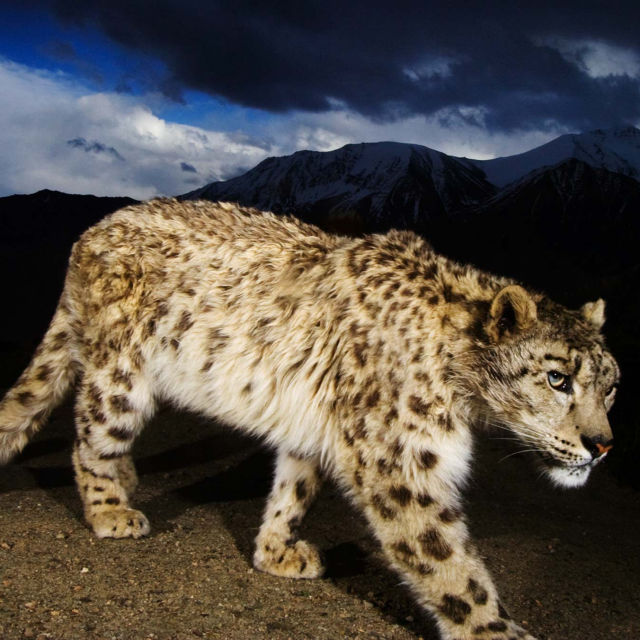 Afganistan: Leopardul zăpezii