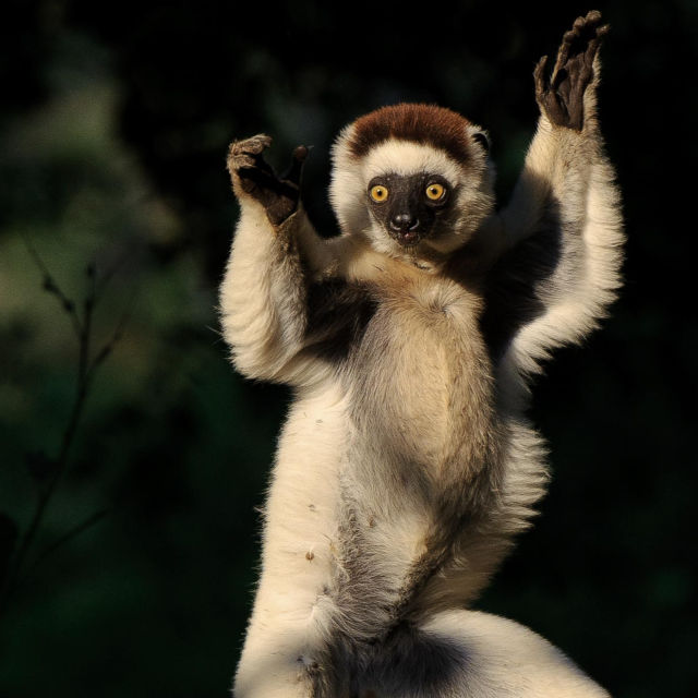 Legendarii lemurieni din Madagascar