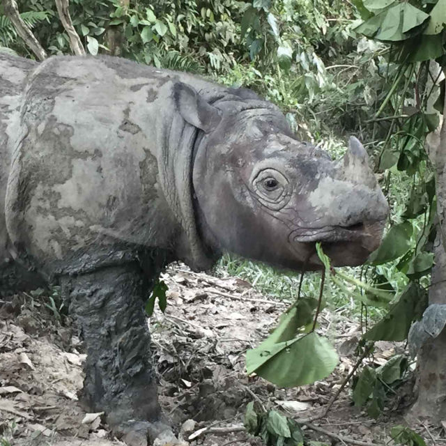 Operaţiunea Rinocerul de Sumatra