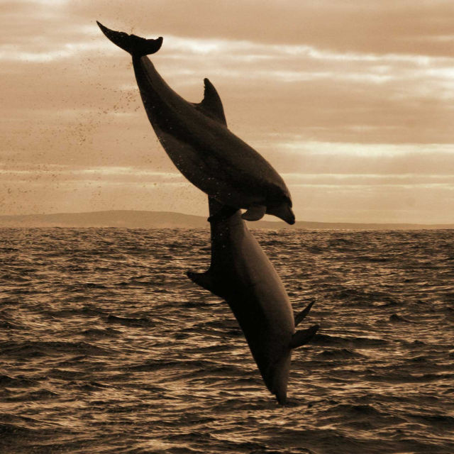 Dinastia delfinilor