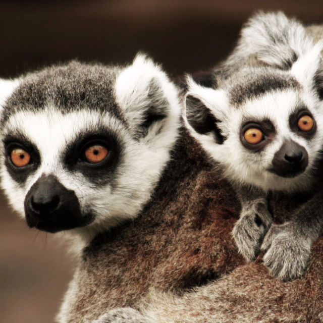 Madagascar: Legende din insula lemurienilor