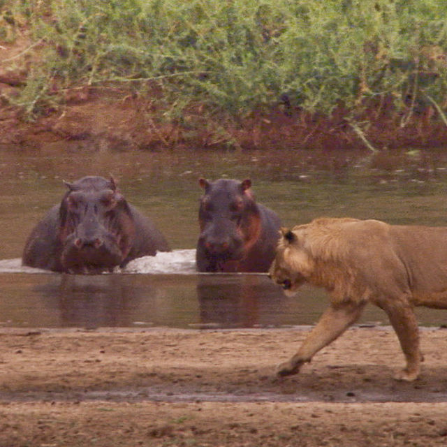 Rivalii: Hipopotami contra lei