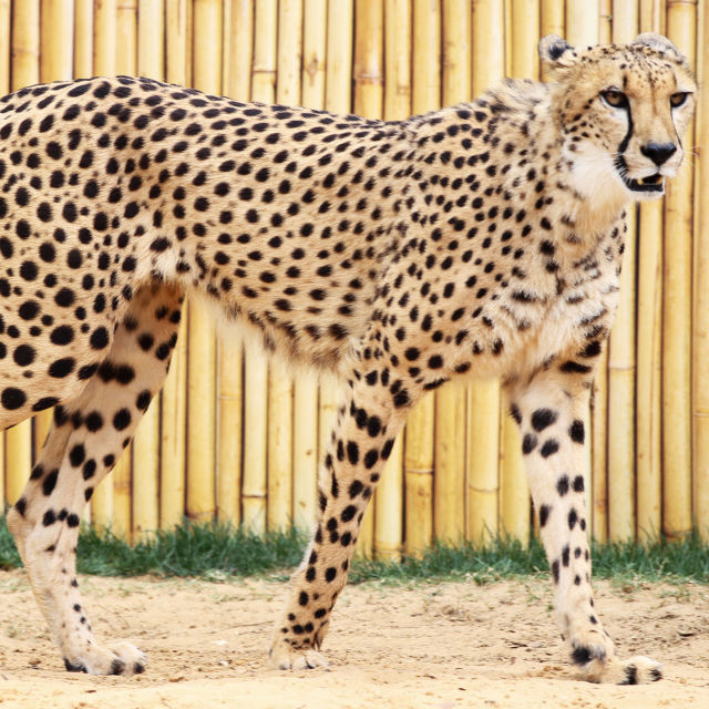 Om contra ghepard