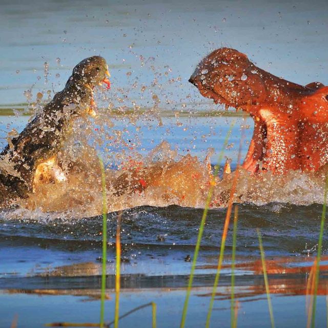 Hipopotam contra crocodil