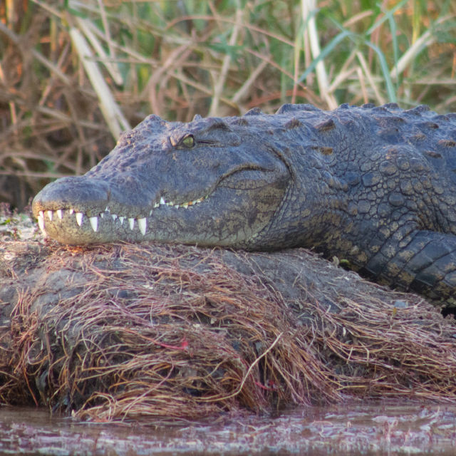 Totul despre crocodili
