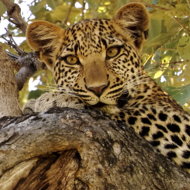 Prin ochii leopardului