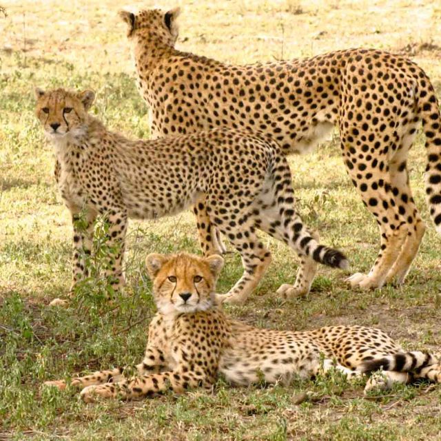 Serengeti: regina vitezei