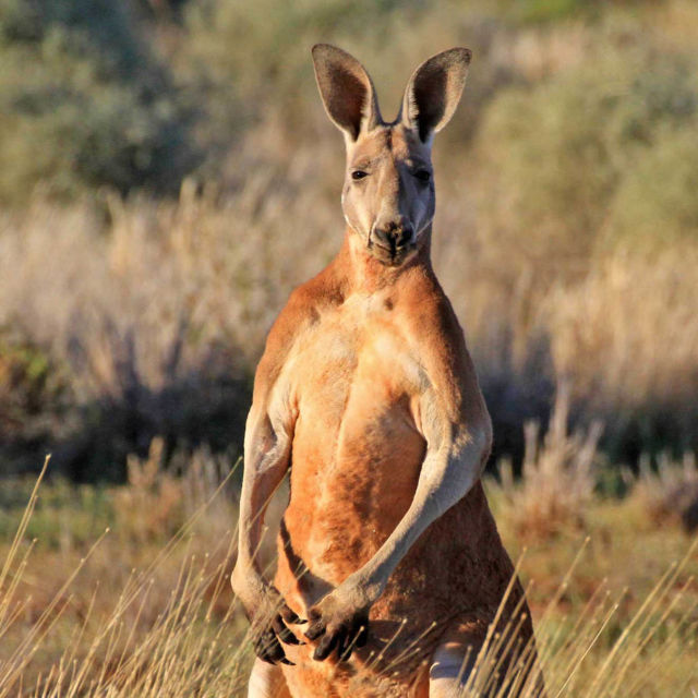 Sălbatica Australie: Regele cangur