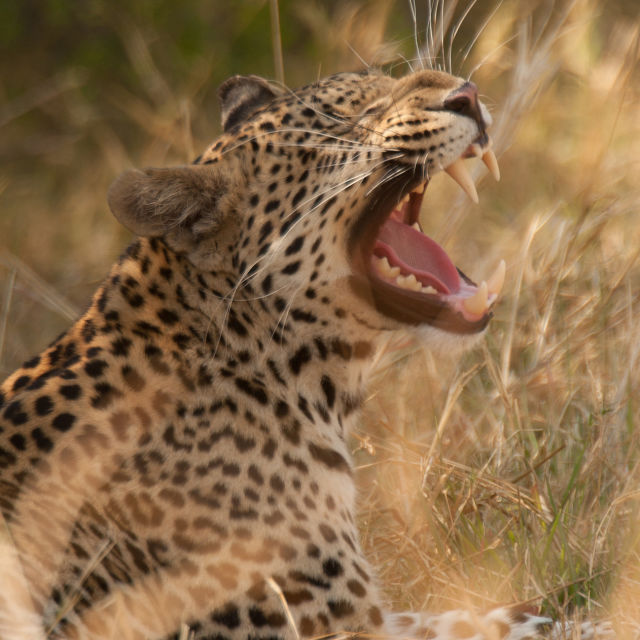 Jurnalul unui leopard adolescent