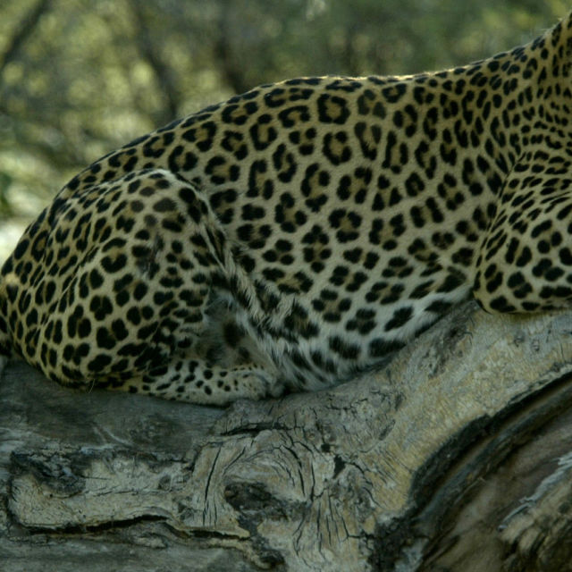 Un leopard aparte
