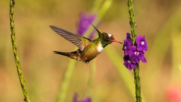 Efectul colibri