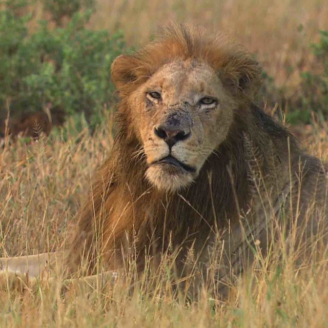 Cecil: Destinul unui leu
