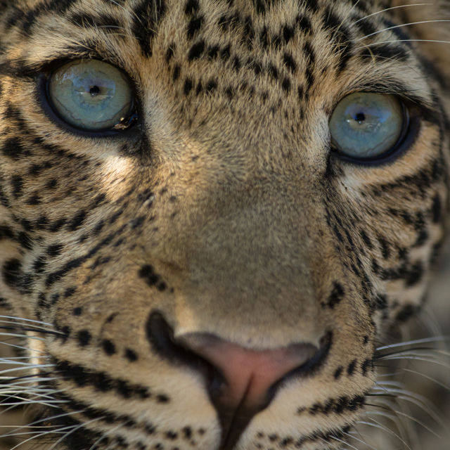 Moștenirea unui leopard