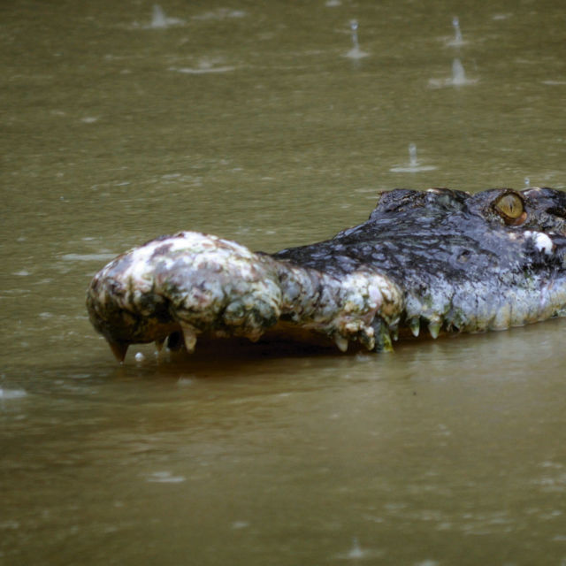 Crocodili de groază