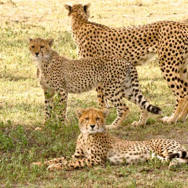 Serengeti: regina vitezei