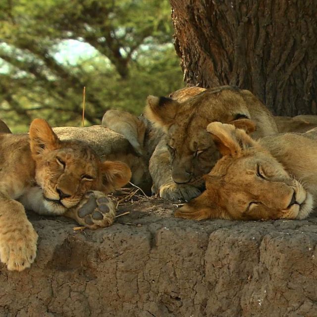 Leii din copaci: Întoarcerea în Uganda