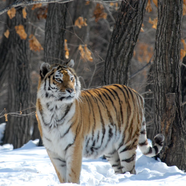 Tigrii sălbatici ai Rusiei