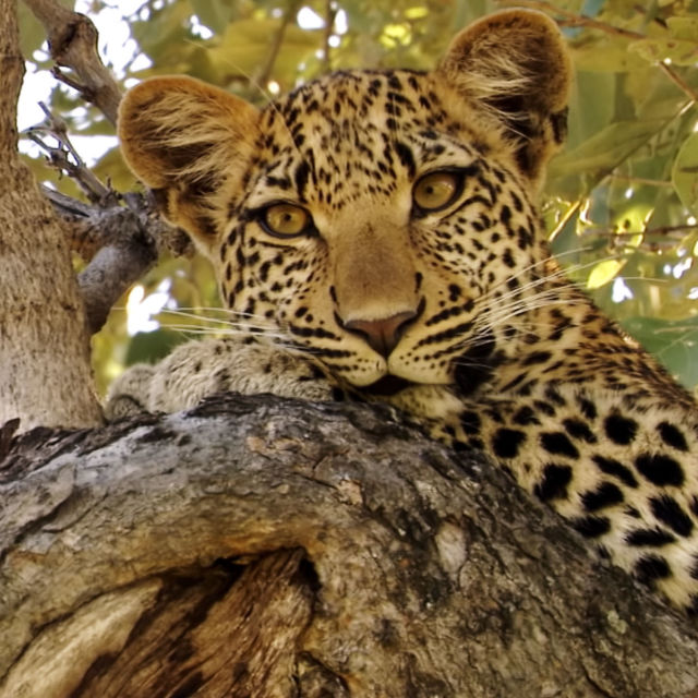Prin ochii leopardului