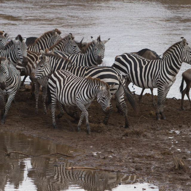 Zebrele din Serengeti