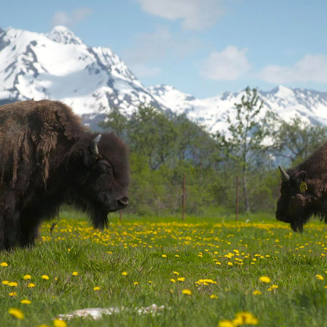 Alaska: viața sălbatică