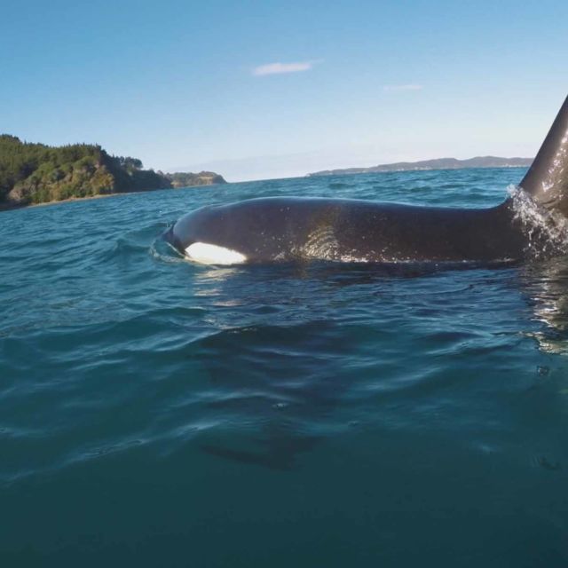 Balenă ucigașă contra rechin