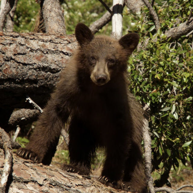 Parcuri naţionale din America:  Urșii
