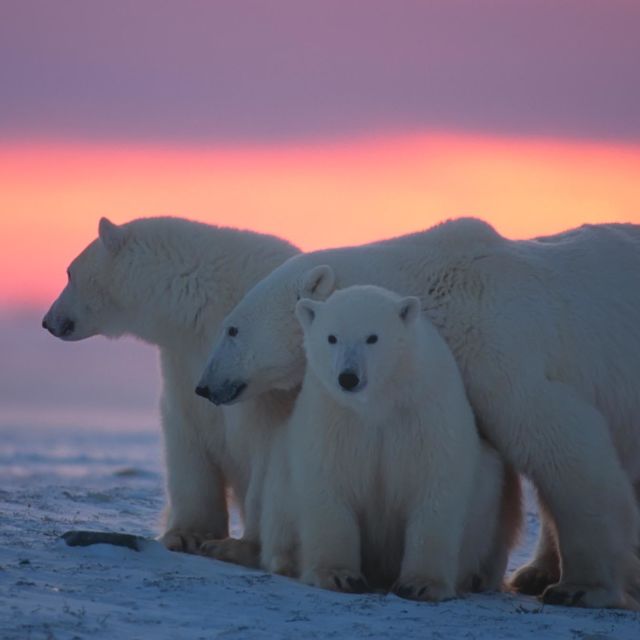 Regatul urșilor polari