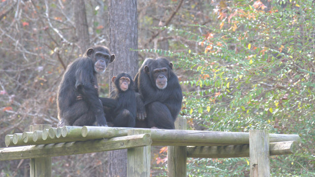 Față în față cu cimpanzeii